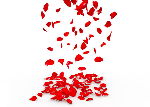 istock Rose petals fall to the floor 682964796