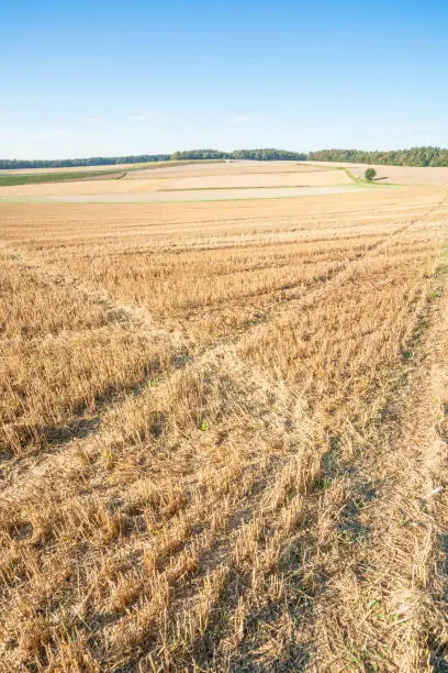 Autumnal stubble field with tractor tracks, and trees in the background