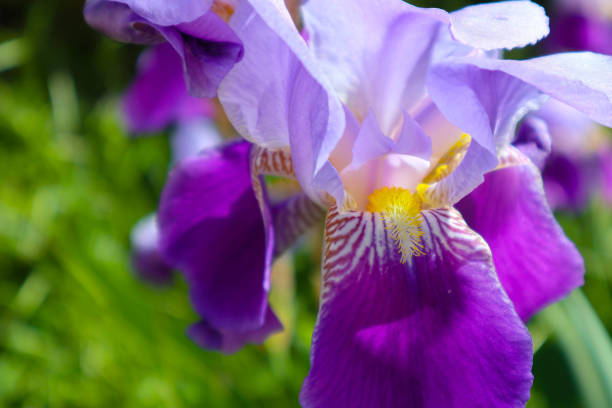 istock Beautiful colorful violet and yellow iris flower blooming. 682965268