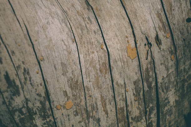 istock Rough wood texture. Abstract tree trunk background. Vintage wood. Abstract texture and background for designers. Closeup view of rough tree trunk texture. 682965312