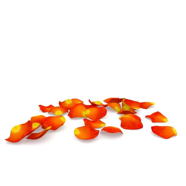 istock Orange rose petals flying on the floor 682972094