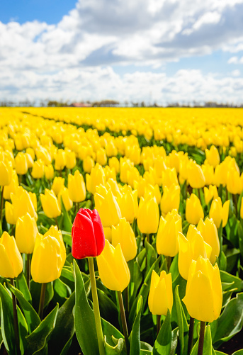 One pigheaded red tulip blooming on the edge of a Dutch field with only yellow tulip flowers. It is a sunny day at the beginning of the spring season.