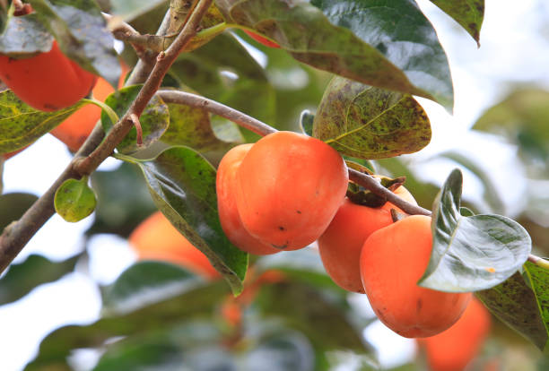 istock Persimmon tree with many persimmons in autumn 682973242