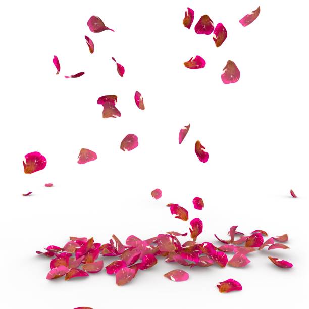 istock Rose petals fall to the floor 682973462