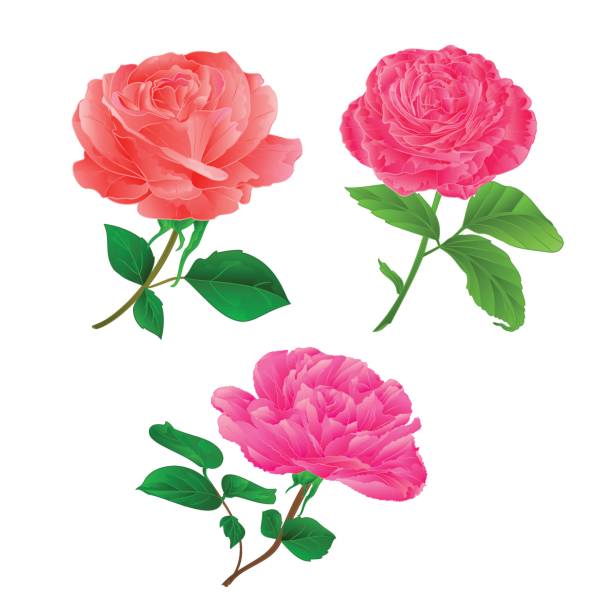 istock Three flower pink rose twig with leaves on a white background vintage hand draw vector 682976174