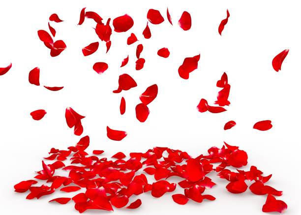 istock Rose petals fall to the floor 682977142
