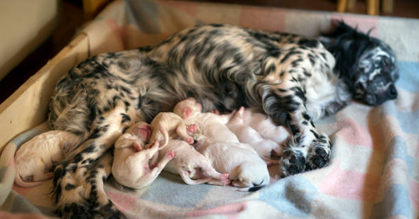 istock Newborn English Setter puppies sleeping and eating, Italy 682979310