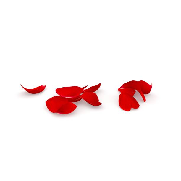 istock Red rose petals scattered on the floor. Isolated background 682979596