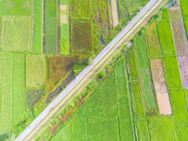 istock Panoramic view nature Landscape of a green field with rice 682982430