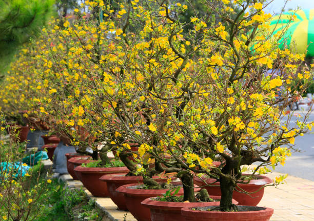 Hoa Mai tree (Ochna Integerrima) flower, traditional lunar new year in Vietnam