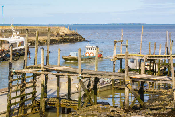 le port du bec, "port chinois", bouin, beauvoir sur mer, vandea - pacific oyster foto e immagini stock