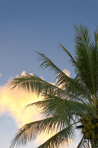 istock Image of nice palm trees in the blue sunny sky 682992852