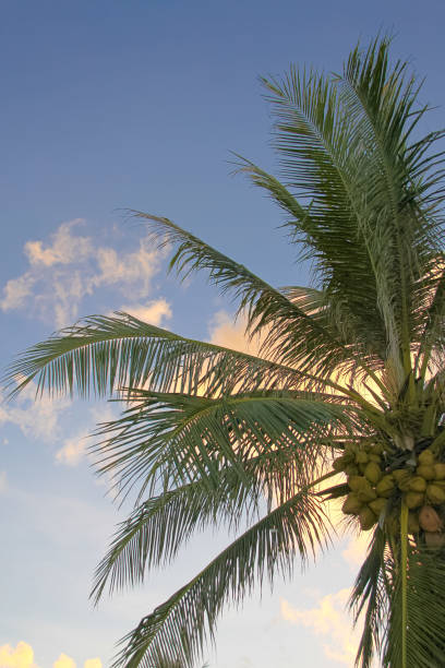 istock Image of nice palm trees in the blue sunny sky 682992874