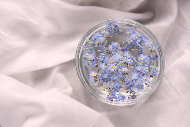 istock Flowers do not forget me, in a bowl 682993908