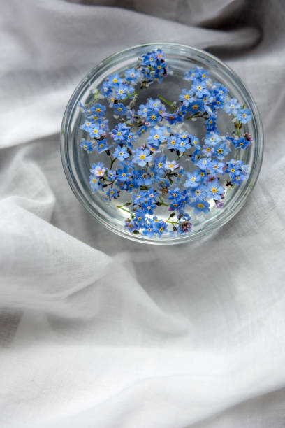 istock Flowers do not forget me, in a romantic arrangement 682993934