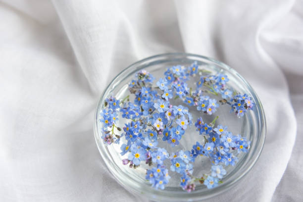 istock Do not forget me flowers 682993940