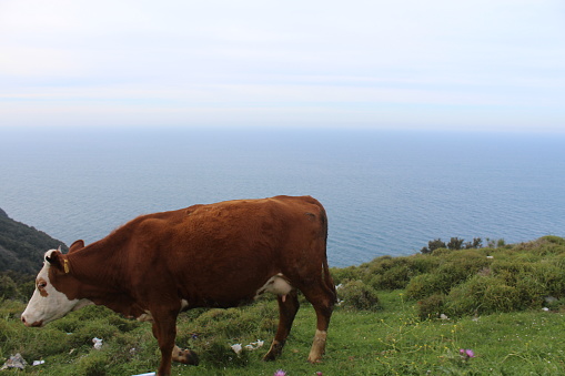 The photo was taken in Sinop, Turkey