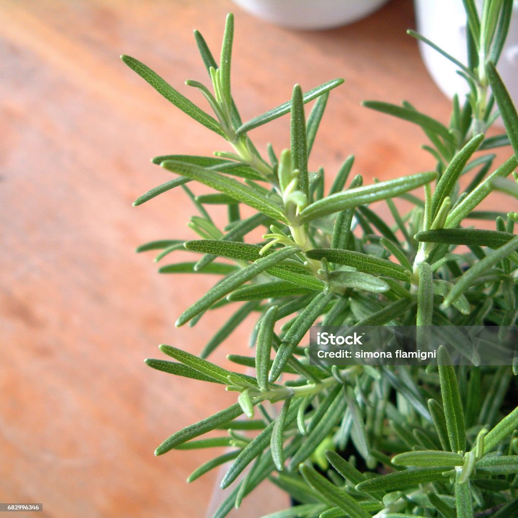 Rosemary - Royalty-free Agricultura Foto de stock