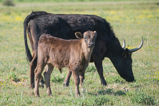 Calf and bulls in a field in Camargue, wild bulls