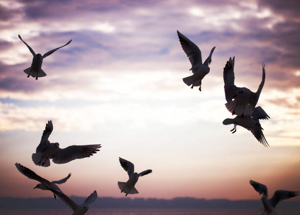 istock Group of seagulls are flying in sunset time 683002650