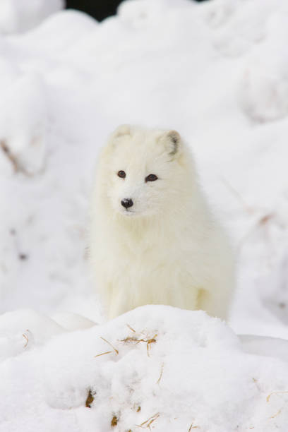 lis arktyczny w głębokim białym śniegu - snow white animal arctic fox zdjęcia i obrazy z banku zdjęć