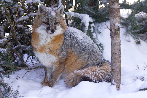 Gray Fox in deep snow