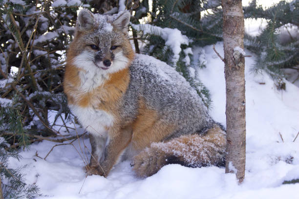 Gray Fox stock photo
