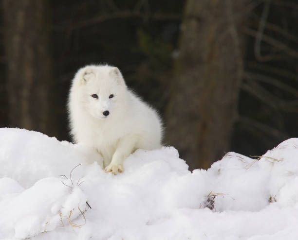 arctic fox in deep white snow - snow white animal arctic fox imagens e fotografias de stock