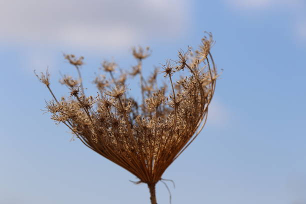 Dry flower head of Wild Carrot - Daucus carota subsp, Carota, Daucus Carota maximus.
