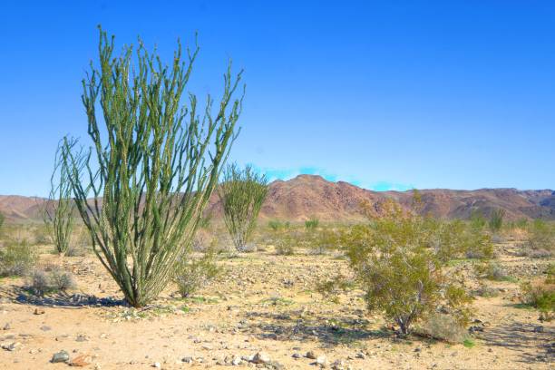 istock Sonoran Desert Mountains With Ocotillo and Scrub Brush 683011470