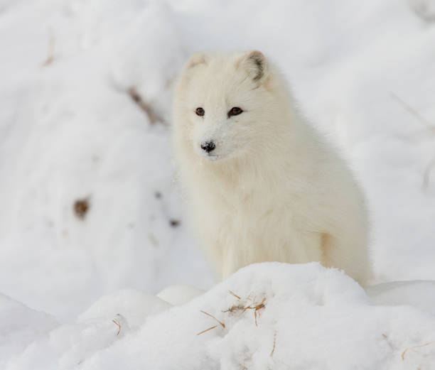 istock Arctic fox on snowy hill in winter time 683013916