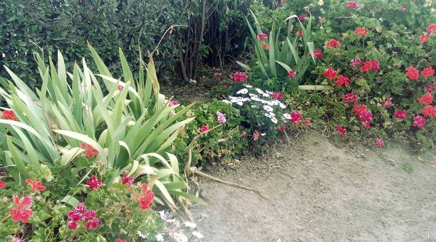 Red and pink flowers with bush