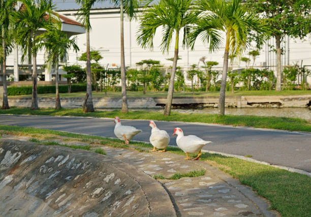istock Group of white ducks walked in the park in summer 683017174
