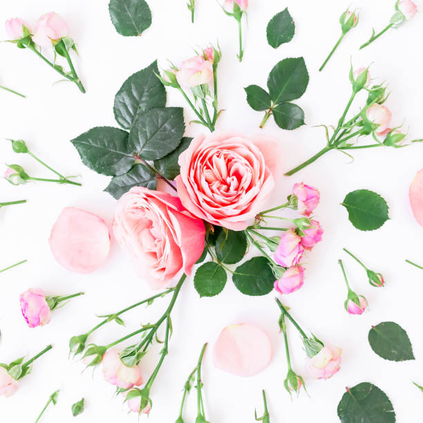 istock Floral pattern made of pink roses, buds and leaves on white background. Flat lay, top view. Beauty background. 683025270