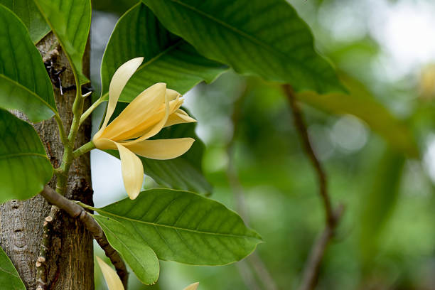 Champaca The tropical tree which has strongly fragrant flowers in shade of cream to yellow . champak stock pictures, royalty-free photos & images