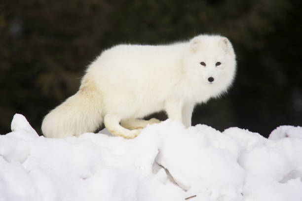 arctic fox in deep white snow - snow white animal arctic fox imagens e fotografias de stock