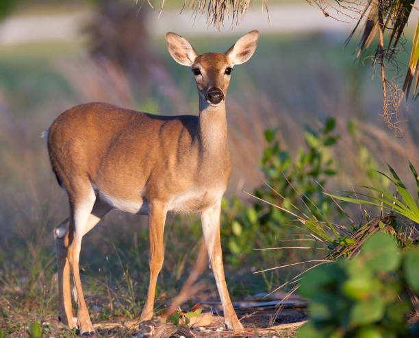 Endangered Key Deer standing on limestone base with palm and palmetto trees in background stock photo