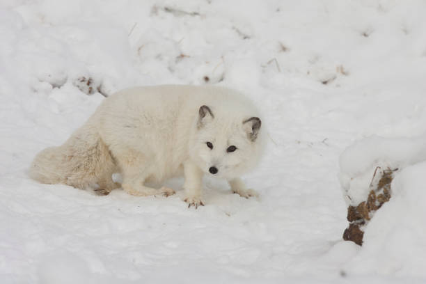 istock Arctic fox hunting for food on a snow hill with extended claws in winter 683031012
