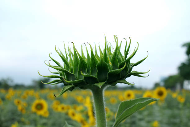 immagine ravvicinata del bocciolo di girasole verde - petal bud plant agriculture foto e immagini stock