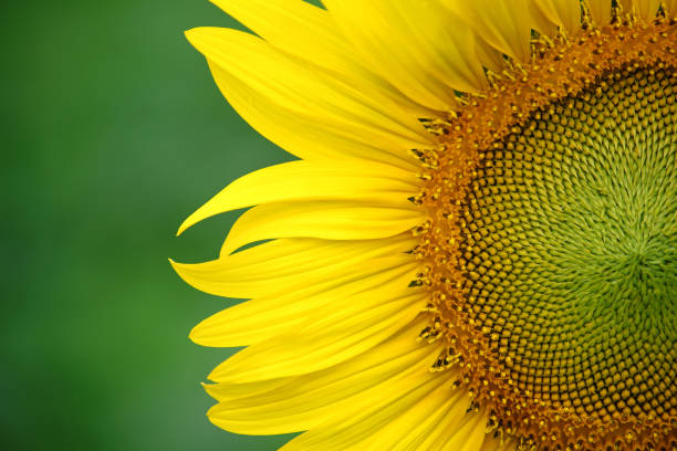 istock Yellow sunflower on plant 683031132