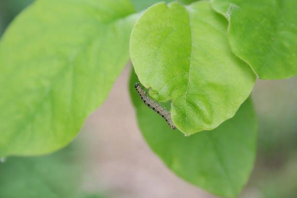 istock Caterpillars of fruit ermine moth on a plum. Yponomeuta padellus 683031354