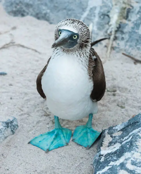 Blue-footed Booby standing on a sandy beach, on Espanola Island, the Galapagos