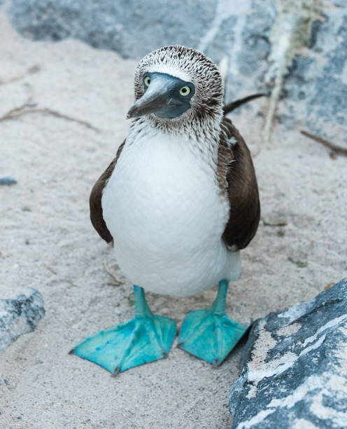 niebieskonożny booby stojący na piasku na espanola galapagos - footed zdjęcia i obrazy z banku zdjęć