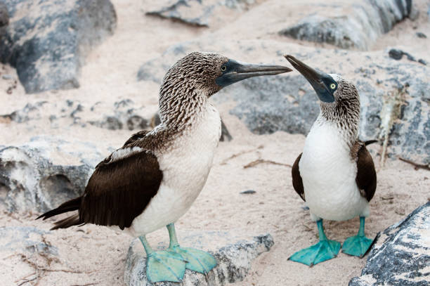 istock Pair of Blue-footed Boobies standing on sand on Espanola the Galapagos 683033970