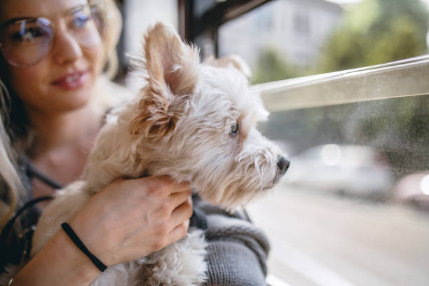 istock I taking my dog everywhere with me 683034052