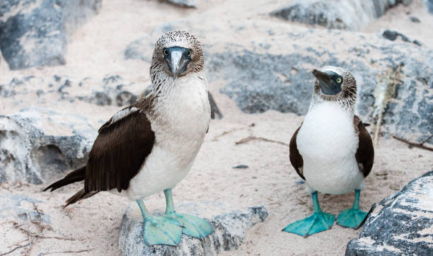 Pair of Blue-footed Boobies standing on sand on Espanola the Galapagos A pair of Blue-footed Boobies standing on a sandy beach looking forward, on Espanola Island, the Galapagos sula nebouxii stock pictures, royalty-free photos & images