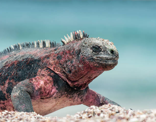istock Marine Iguana on Espanola Island, the Galapagos 683034160
