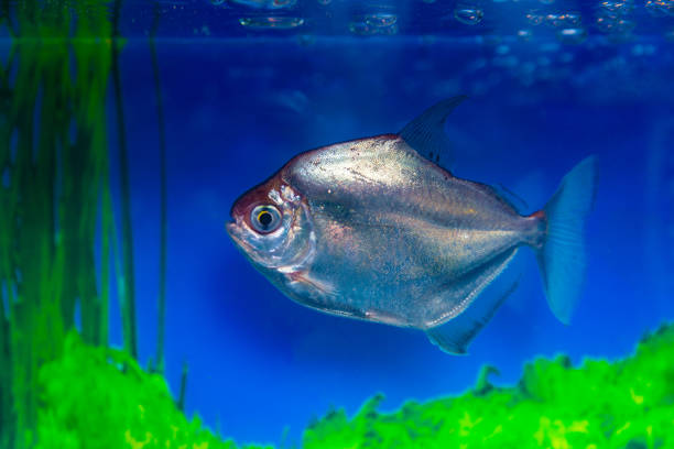 istock Metynnis silver, herbivorous piranha, fish-dollar Metynnis argenteus 683034260