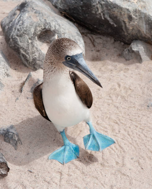 Blue-footed Booby standing on sand on Espanola the Galapagos Blue-footed Booby standing on a sandy beach, with one foot raised, on Espanola Island, the Galapagos sula nebouxii stock pictures, royalty-free photos & images