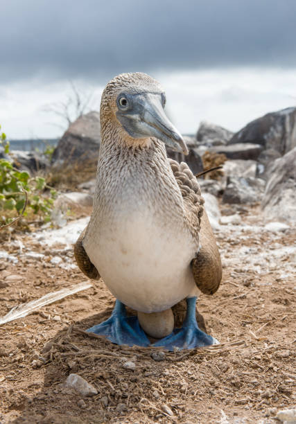 Close up of blue footed booby